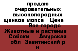 продаю очаровательных высокопородных щенков мопса › Цена ­ 20 000 - Все города Животные и растения » Собаки   . Амурская обл.,Завитинский р-н